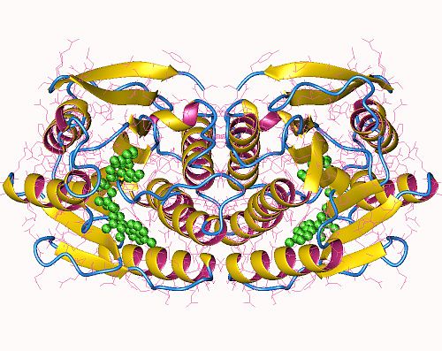 6,7-dihydropteridine reductase